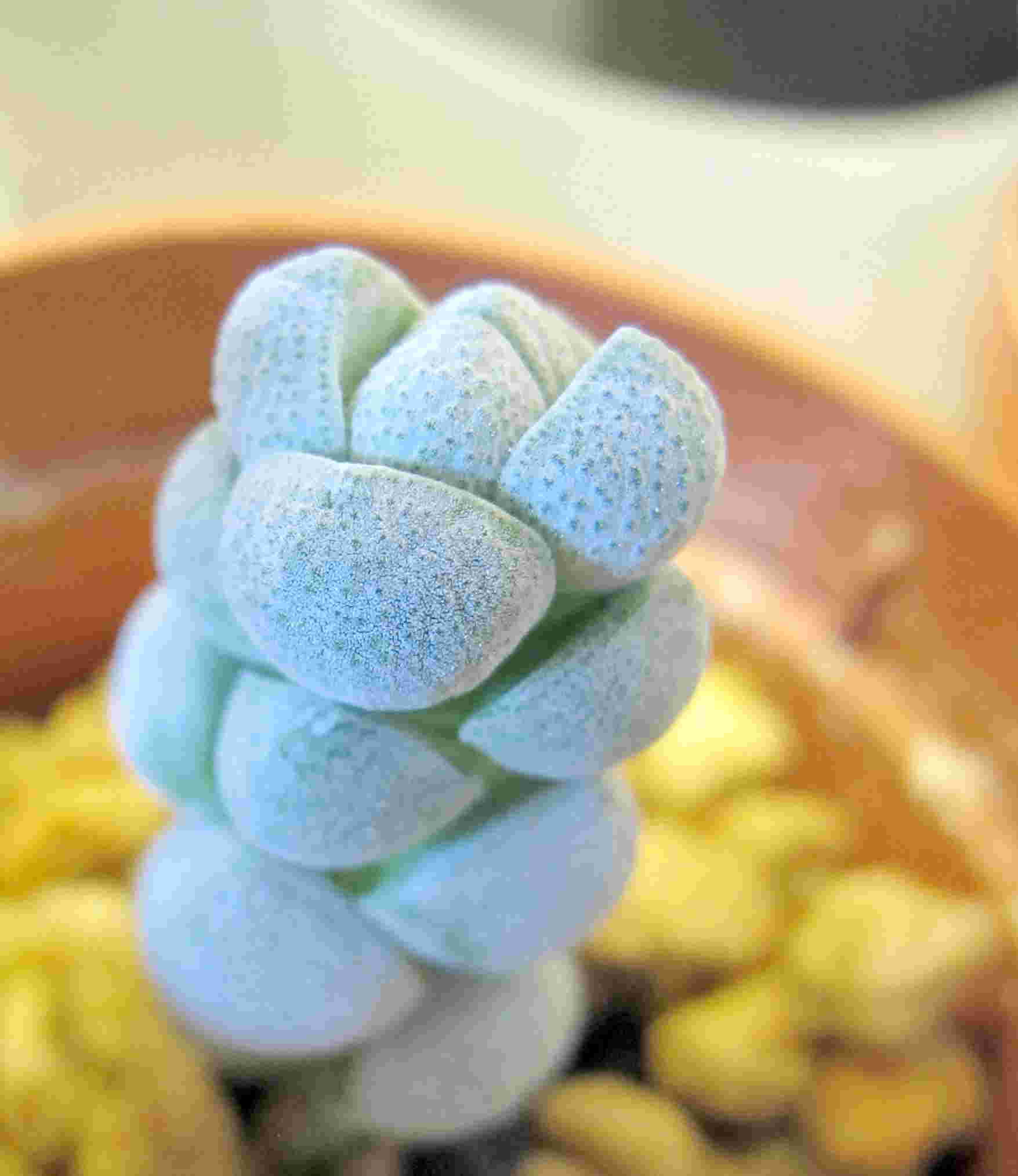 Chinese version of succulents Icon