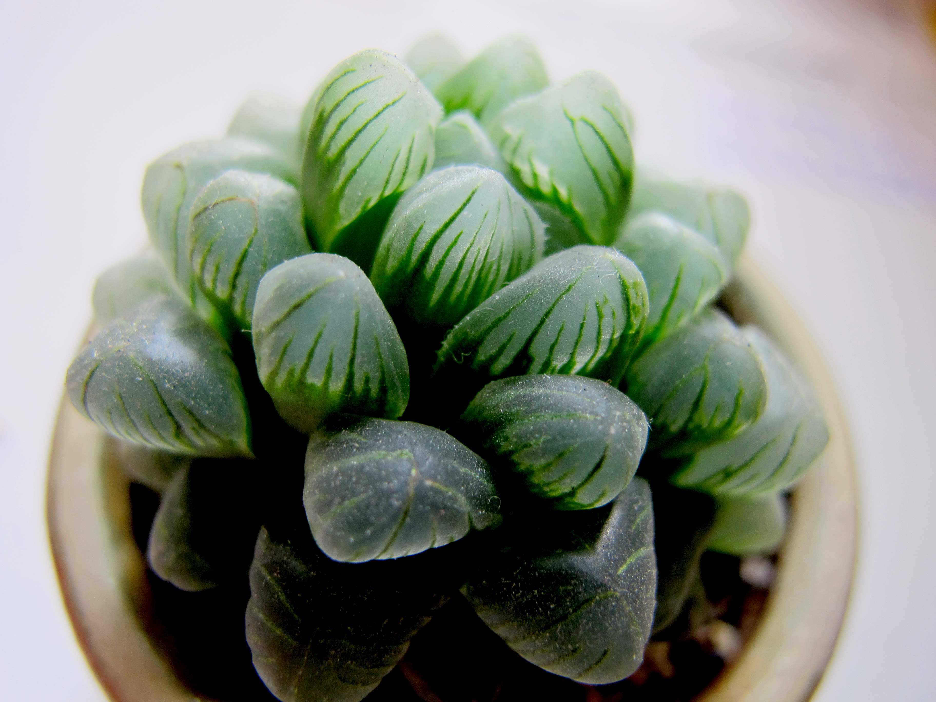 English version of succulents Icon